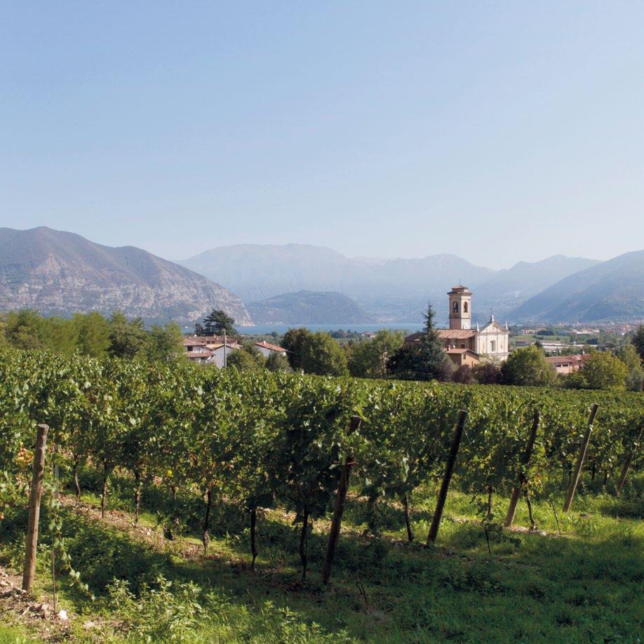 LE NOSTRE RADICI LE ORIGINI Barboglio De Gaioncelli Ai piedi del Lago d Iseo, a Colombaro di Corte Franca, in Franciacorta, esiste un luogo dove l arte della viticoltura è tramandata da almeno due