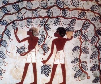 Con la civiltà egizia si sviluppa la produzione del vino, le cui prime testimonianze sono giunte a noi da due affreschi conservati a Tebe con riproduzione della vendemmia.