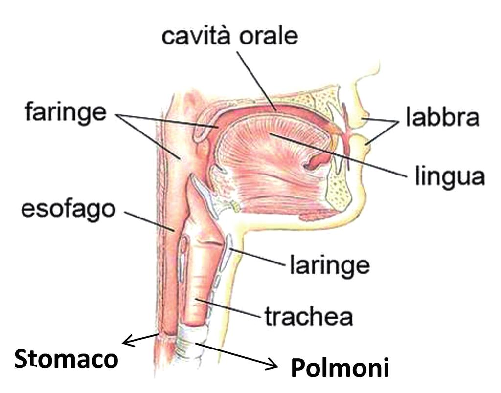 COS É LA DEGLUTIZIONE E l atto di convogliare i cibi dalla bocca allo stomaco. E composta di 3 fasi: orale, faringea, esofagea.