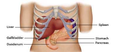 Il trauma epatico Il fegato è l organo più frequentemente coinvolto nel trauma addominale Molte lesioni epatiche sono relativamente minori e guariscono spontaneamente con un trattamento