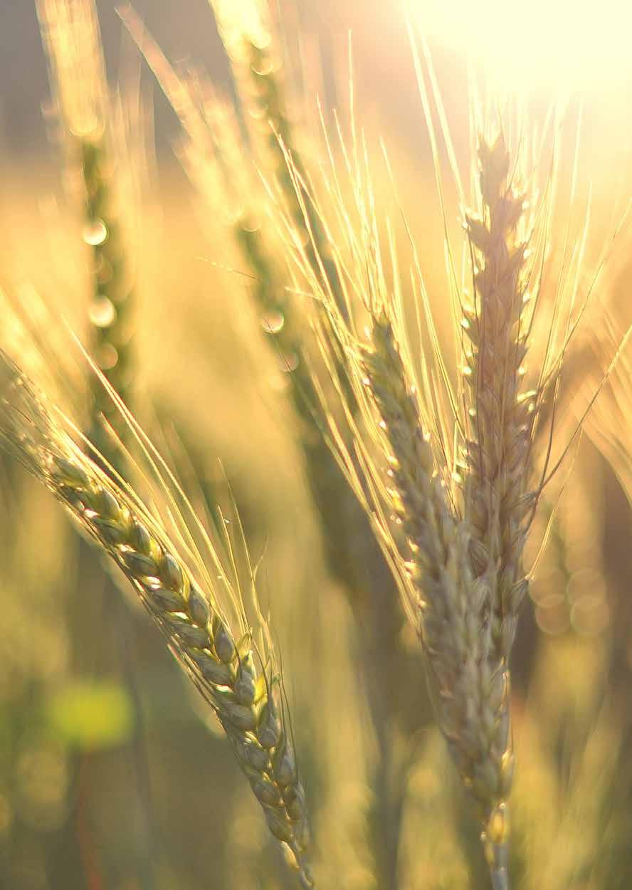 Vegit è un azienda innovativa specializzata nella produzione di prodotti alimentari vegetariani.