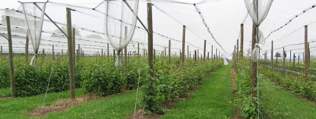 Il progetto dell Università di Udine & IGA Obiettivo Creare nuove varietà di uva da vino