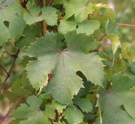 DOLCETTO CVT 4 Origine: Acqui (AL).