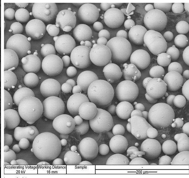 Chlamydomonas Granuli di