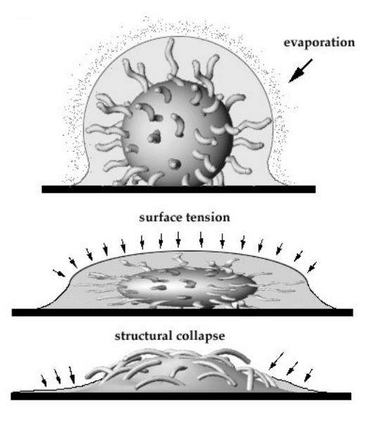 ESSICCAMENTO CAMPIONI BIOLOGICI L ESSICCAMENTO AD ARIA PUÒ DANNEGGIARE I CAMPIONI A CAUSA DELLA TENSIONE SUPERFICIALE L ESSICCAMENTO DA PUNTO CRITICO (CRITICAL POINT DRYING, CPD) È UNA TECNICA DI