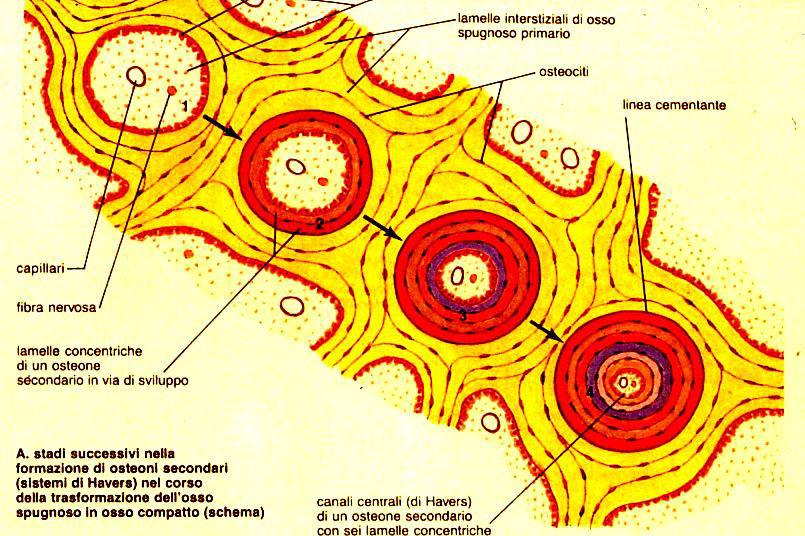 Ossificazione diretta Le trabecole formano una rete tridimensionale al cui interno troviamo cellule emopoietiche (midollo