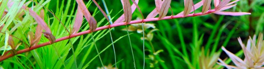 Il nitrato (azoto) aumenta la concentrazione di clorofilla e cosi il colore delle piante diventa più scuro e vivace verde.