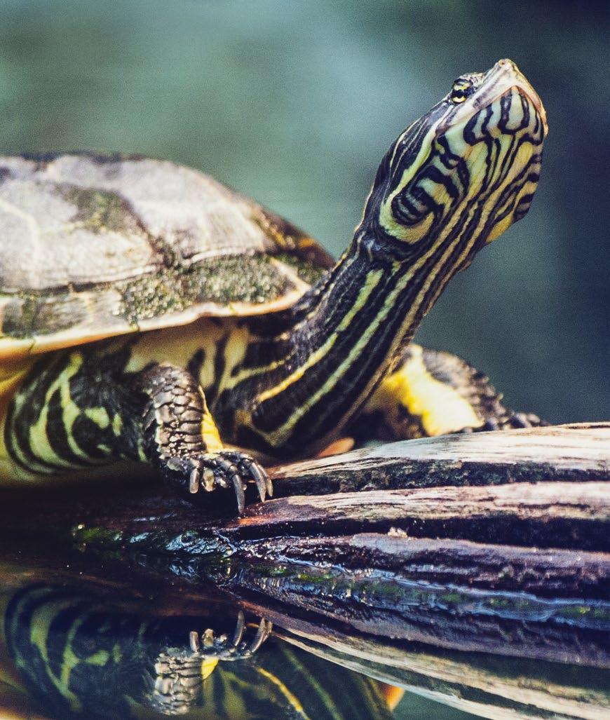 Per una tartaruga di media grandezza, si consiglia di aggiungere 1 ml per 10 litri d acqua