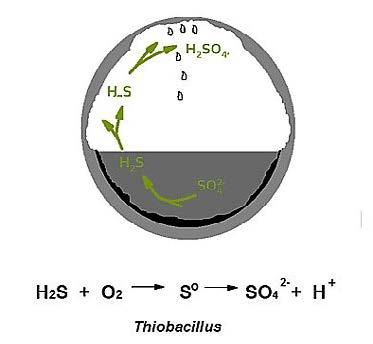 PRINCIPIO DI FUNZIONAMENTO BIO-DESOLF ECOCHIMICA L idrogeno solforato può essere rimosso attraverso l ossidazione da parte di microrganismi della specie Acidothiobacillus Thiooxidans.