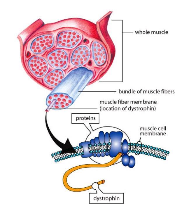 Patologie coinvolgenti principalmente i muscoli striati