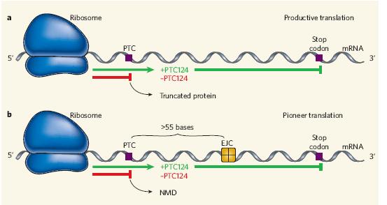 PTC124 (gentamicin analogue): read through premature