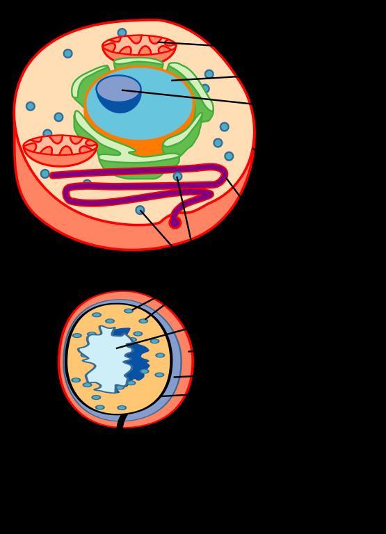 Le cellule La cellula eucariote è circa 10 volte più grande di quella procariote ed è più complessa.