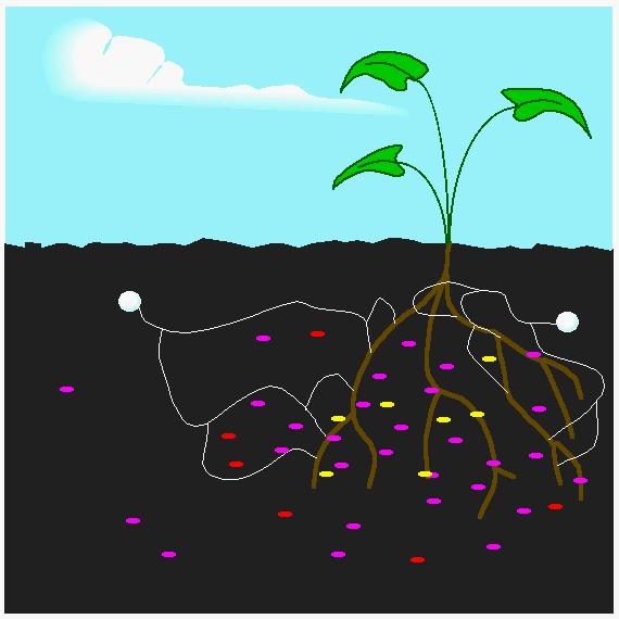 La rizosfera Le radici delle piante formano, grazie ai loro essudati, un microambiente particolarmente ricco di sostanze organiche Rizosfera