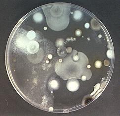 I funghi della rizosfera Funghi saprotrofi Endofiti