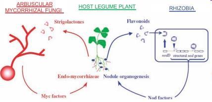 Confronto tra noduli delle leguminose e micorrize arbuscolari Alcune considerazioni: Il