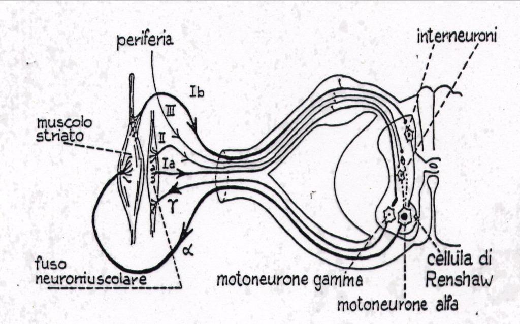 Ipotonia neurogena periferica Da lesione del motoneurone periferico Da lesione della branca afferente dell