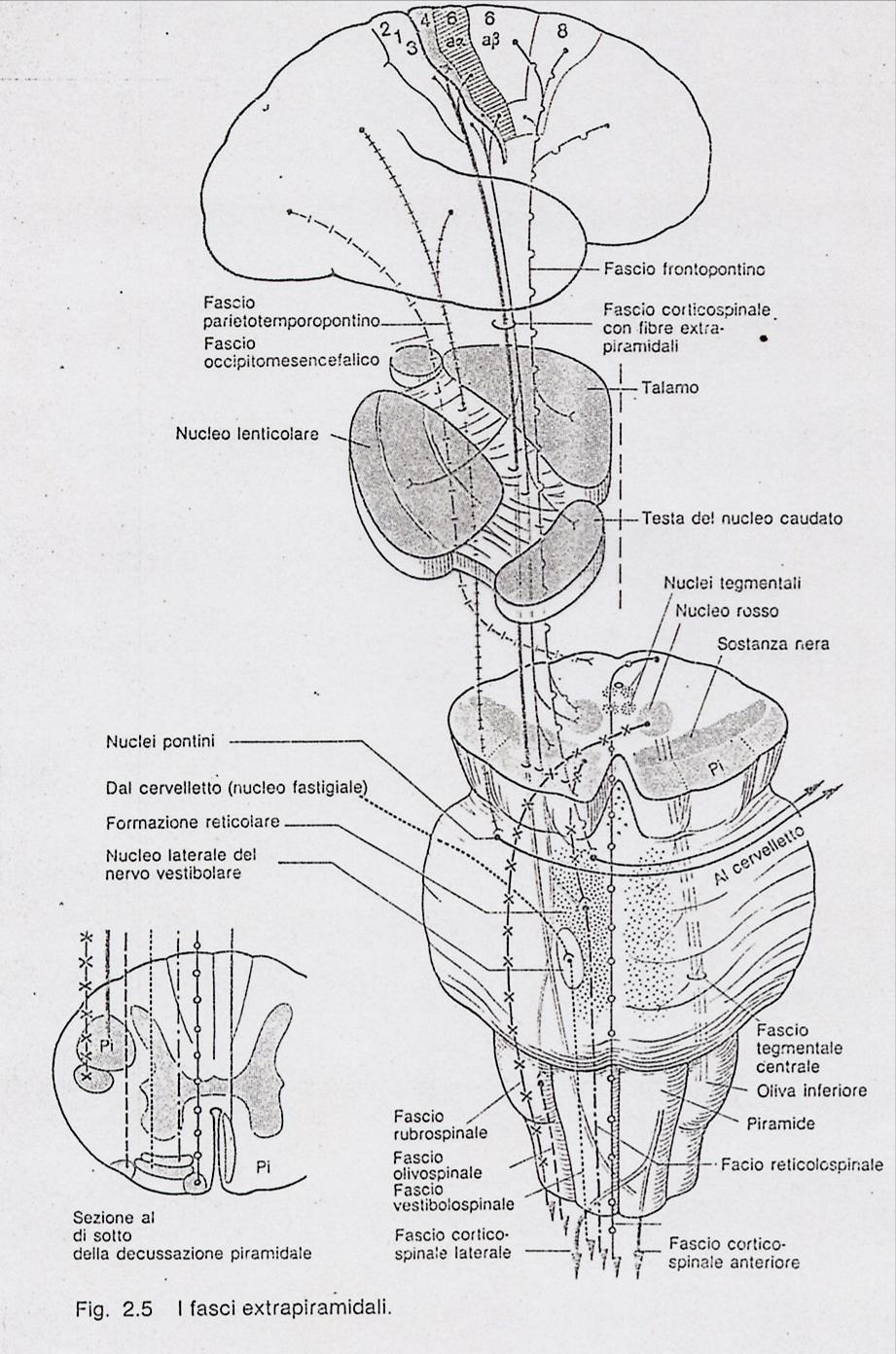 CONTROLLO MOTORIO SOPRASPINALE - Ruolo delle strutture sovraspinali Vie corticospinali - sui mm. Estensori Vie vestibulospinali Laterali + sui mm.