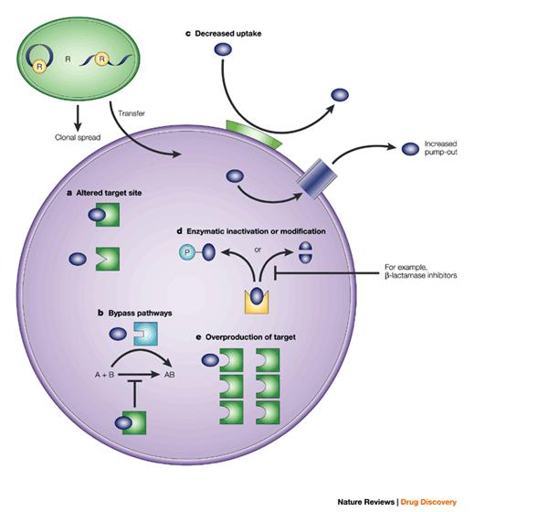 BASI MOLECOLARI DELLA ANTIBIOTICO-RESISTENZA Modificazione della permeabilità cellulare Riduzione dei canali di entrata Tetracicline Pompe di efflusso Eritromicina-tretraciclina Produzione di enzimi