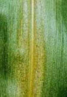 di bagnare molto bene anche le foglie situate nella parte inferiore della pianta. Fra i principi attivi disponibili si segnala l'exitiazox (es.