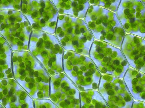 Biologia cellulare vegetale Comparti cellulari comuni a cellule animali e