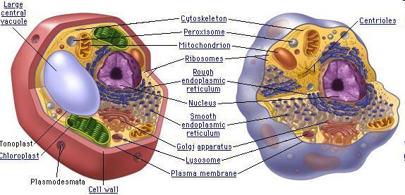 Molti comparti cellulari sono presenti sia nelle cellule animali che vegetali Membrana plasmatica Nucleo Sistema di endomembrane (RE e Apparato