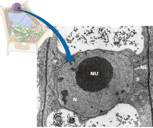 Nucleo Il nucleo della cellula vegetale ha le stesse componenti e la