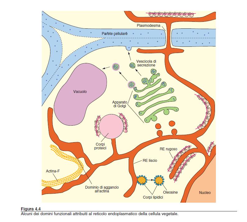 Sistema di endomembrane Reticolo endoplasmatico A Organizzazione e funzioni analoghe a quelle delle cellule animali B Nella cellula vegetale ha