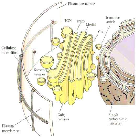 Sistema di endomembrane Apparato del Golgi Organizzazione e funzioni analoghe a quelle delle cellule animali Nella cellula vegetale ha delle