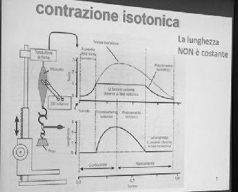 Il sarcomero non è una struttura isolata, ma è connessa alla mebrana plasmatica attraverso la proteina distrofina, che si lega da un parte all'actina e dall'altra ai sarcoglicani (proteoglicani