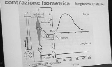 Il fatto che la membrana sia collegata all'apparato contrattile fa si che la fibra segua i movimenti dell'apparato contrattile stabilizzandosi a vicenda.