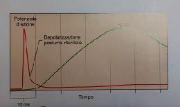 FASE I : FASE II : aumenta il calcio intracellulare A+M.ADP.Pi AM.ADP.Pi FASE III : power stroke (6-8 nm) AM.