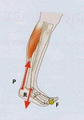 MUSCOLI e LEVE Articolazione talocrurale Flessione plantare del piede