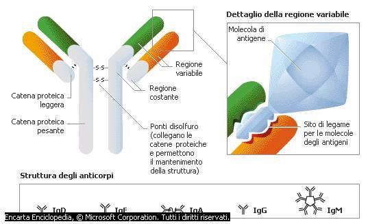 Cosa sono gli anticorpi?