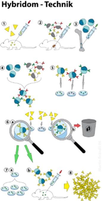 Cosa sono gli anticorpi monoclonali? Il possibile impiego risale al 1975 grazie a C. Milstein e G.