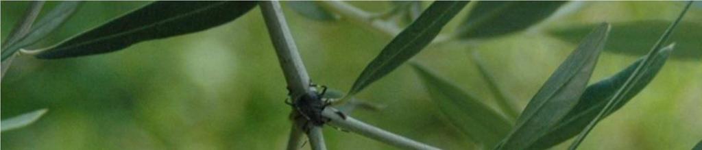 Halyomorpha halys Probabili danni causati in seguito alle punture dell insetto