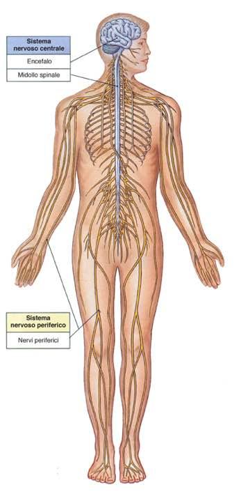 Immagine tratta da: Anatomia Umana, Martini, Timmons, Tallitsch, EdiSes, III Edizione 2008 Il SNC è composto dall encefalo e dal midollo spinale Il SNP è l
