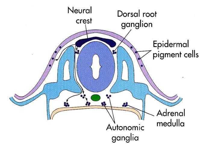 Neuroni dei gangli spinali e di alcuni nervi cranici Neuroni postgangliari del sistema nervoso autonomo