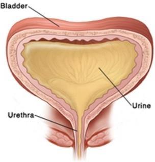 Il meccanismo che permette di urinare è la contemporanea contrazione del muscolo detrusoriale (cioè la vescica) e il rilasciamento del muscolo sfintere.