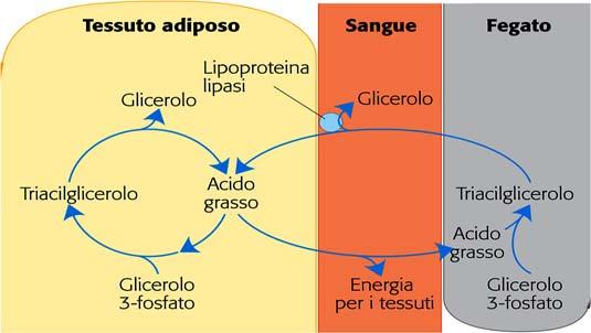 Controllo ormonale della biosintesi dei trigliceridi Citrato liasi Complesso piruvato deidrogenasi Perdita di peso 37 Ciclo del triacilglicerolo Durante il digiuno, negli adipociti dei mammiferi, gli