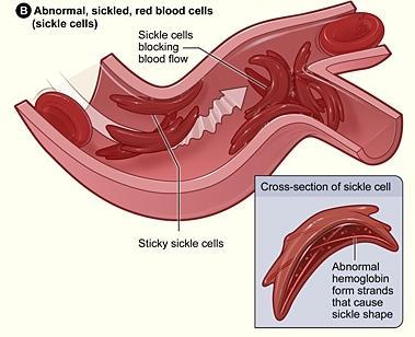 sanguigno nei capillari,