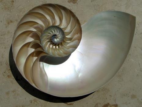 La spirale logaritmica Una spirale logaritmica, spirale equiangolare o spirale di crescita è un tipo