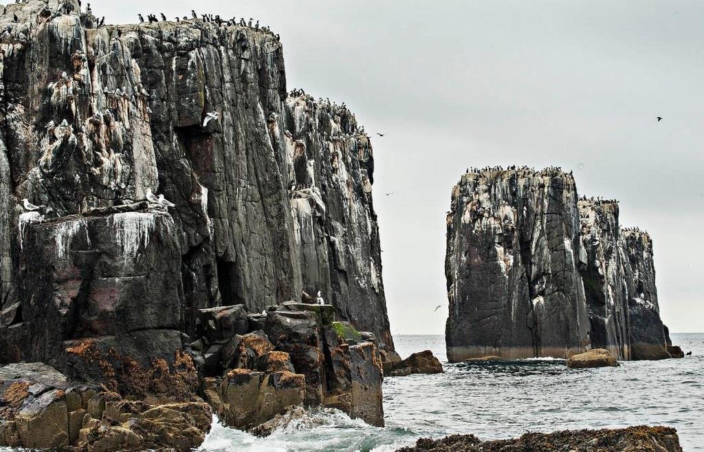 12 Rocce magmatiche nelle isole Farne (Northumberland Inghilterra).