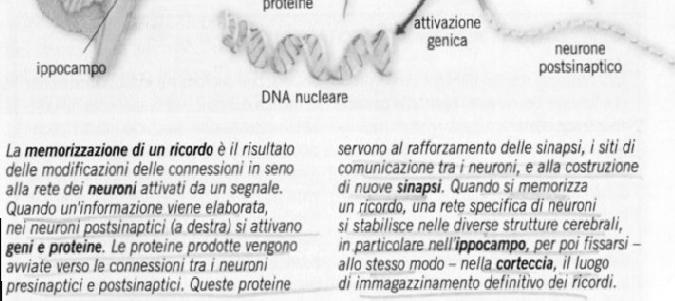 distingue un vecchio non demente da un demente è la quantità, non la qualità dei deficit e della neurodegenerazione L immagazzinamento dei ricordi è