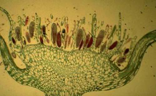 OOGONI SPERMATOGONI ARCHEGONI ANTERIDI Chara