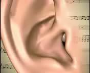 Il sistema uditivo //orecchio esterno Il fine principale del canale uditivo è quello di isolare la struttura al suo fondo: la membrana timpanica: Il timpano è un sottile strato di pelle alla fine del