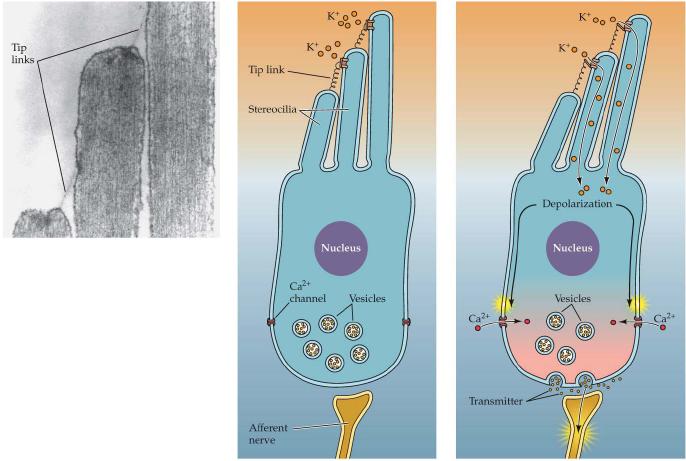 Il sistema uditivo //orecchio interno: organo di Corti le stereocilia regolano l afflusso di ioni nelle cellule ciliari Il sistema uditivo //orecchio interno: organo di Corti Cellule ciliari interne