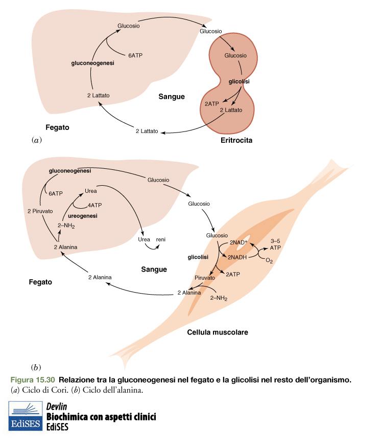 La gluconeogenesi è coinvolta in due cicli metabolici di importanza critica per il mantenimento dei livelli di glucosio nel sangue.