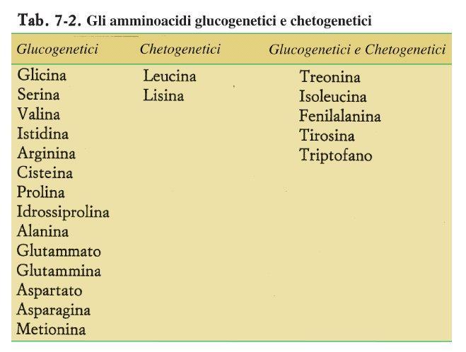 Gli amminoacidi possono fornire atomi di C per la sintesi di glucosio, in quanto il catabolismo degli aa fornisce atomi di C al ciclo degli acidi tricarbossilici, formando ossalacetato (reazioni