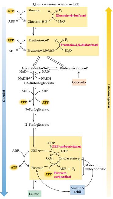 GLUCONEOGENESI Confronto tra glicolisi e gluconeogenesi La gluconeogenesi si svolge nel fegato ed in misura minore nei reni.