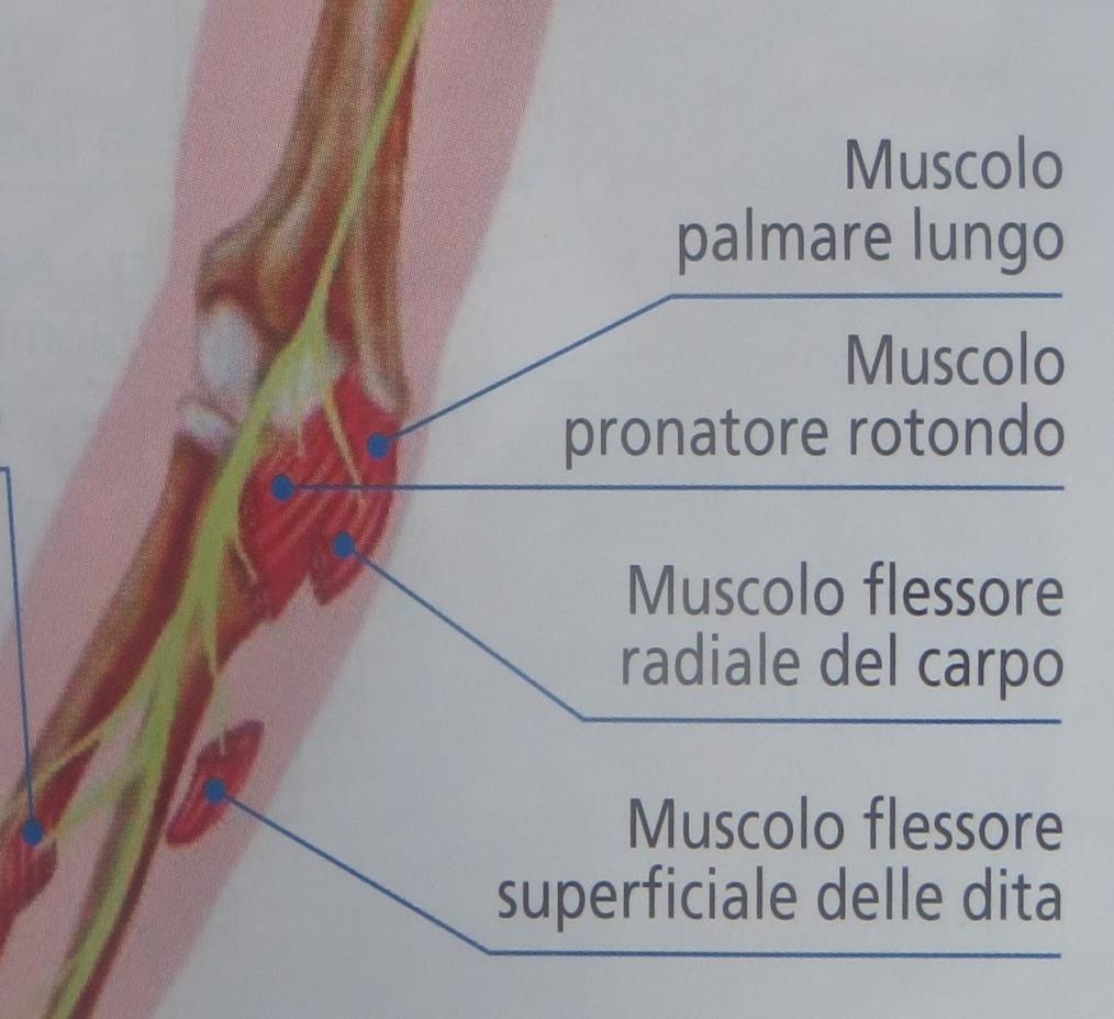 EZIOLOGIA: S. del Pronatore Rotondo compressione del n.